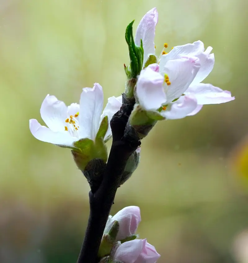 myth more expensive almond oil is always better quality